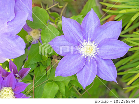 家の周りの草花 四季の色々 紫色大輪 春の光に輝く テツセン 家の周りの草花 四季の色々 紫色大輪 春の光に輝く テツセン 103286844