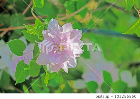 家の周りの草花 四季の色々 美しいピンクの花弁 春の光に輝く テツセン 家の周りの草花 四季の色々 美しいピンクの花弁 春の光に輝く テツセン 103286860