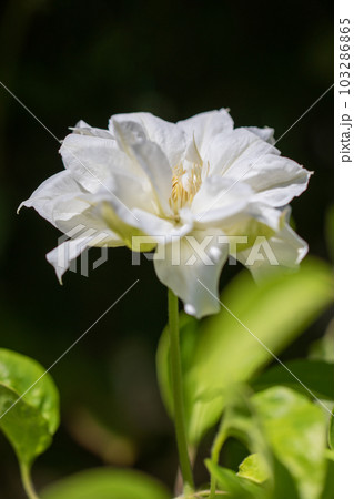 家の周りの草花　四季の色々　美しいピンクの花弁　春の光に輝く　テツセン 103286865