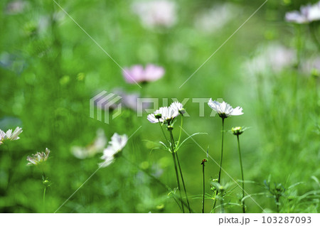 秋桜　秋の花 103287093