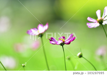 いつか見た　コスモス畑 103287095