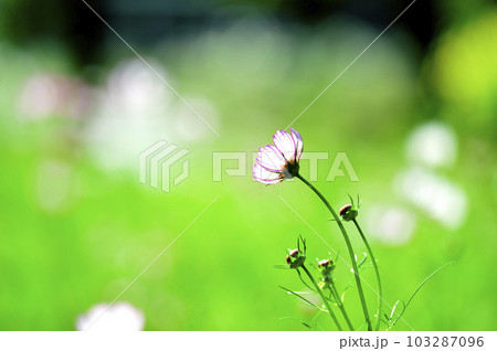 いつか見た　コスモス畑 103287096