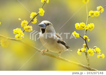 ダンコウバイの枝にシメ ダンコウバイの枝にシメ 103287148