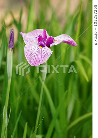 公園の菖蒲園で満開の菖蒲が美しい 103287268