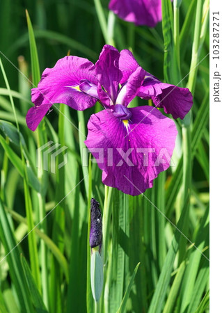 公園の菖蒲園で満開の菖蒲が美しい 公園の菖蒲園で満開の菖蒲が美しい 103287271