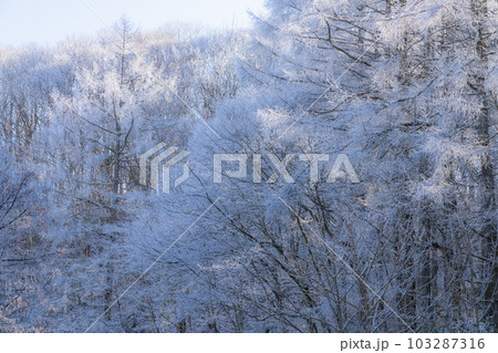 《長野県》雪景色の中牧湖・霧氷の森 《長野県》雪景色の中牧湖・霧氷の森 103287316