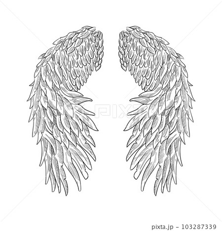 dove wings drawing