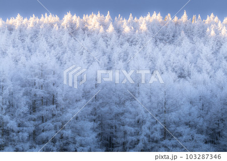 《長野県》雪景色の中牧湖・霧氷の森 《長野県》雪景色の中牧湖・霧氷の森 103287346