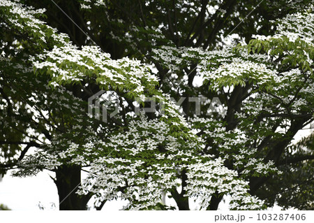 日本の横浜都市景観 早くも、梅雨時の白い花・山法師（ヤマボウシ）が咲き誇る季節に…花言葉は友情＝5月 103287406