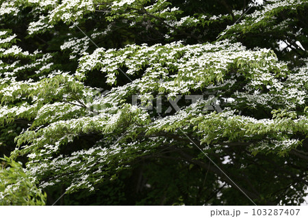 日本の横浜都市景観 早くも、梅雨時の白い花・山法師（ヤマボウシ）が咲き誇る季節に…花言葉は友情＝5月 103287407