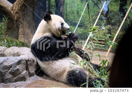 上野動物園のパンダ 103287473