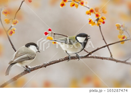 ツルウメモドキの枝にシジュウカラとコガラ　蓼科高原にて 103287474