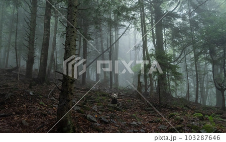 Dog in a gloomy forest. Small dog in the forest. Dark and misty forest. Twilight in the forest. Trees and stones in the forest. Dog in a gloomy forest. Small dog in the forest. Dark and misty forest. Twilight in the forest. Trees and stones in the forest. 103287646
