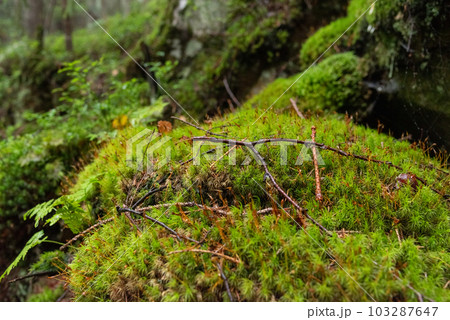Forest moss and tree branches. Wet moss in the forest. Moss background. Forest moss and tree branches. Wet moss in the forest. Moss background. 103287647