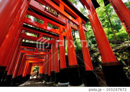 伏見稲荷大社の千本鳥居を下から見上げる様子 103287672