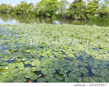 公園の湖 蓮 緑 103287957
