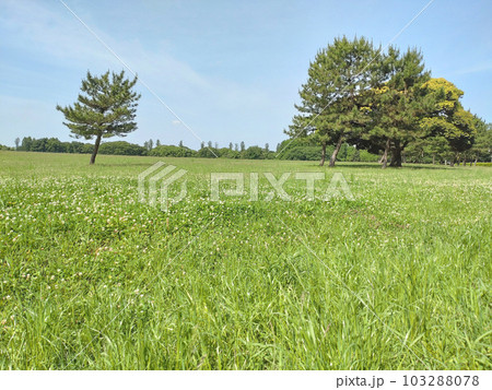 草木が広がる草原 クローバー 晴天 草木が広がる草原 クローバー 晴天 103288078