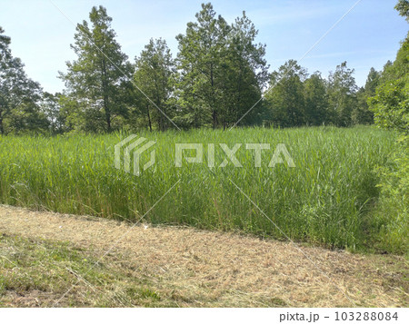 草木が生い茂っている風景 緑 草木が生い茂っている風景 緑 103288084