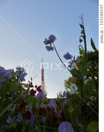 スイートピーの花越しに見える東京タワー スイートピーの花越しに見える東京タワー 103288547