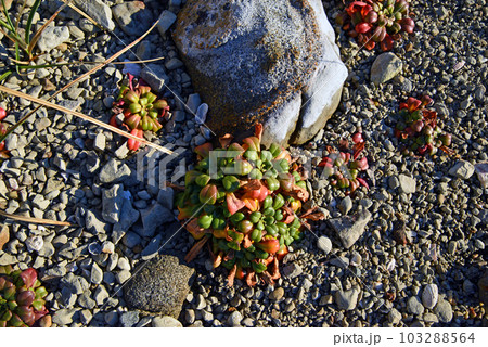 【千葉県南房総市】根本海岸の岩場に生える色とりどりの葉を持つ植物 103288564