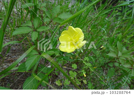宵待ち草　アカバナ科コマツヨイグサ 103288764