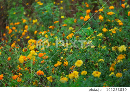 Cosmo flowers in the garden Cosmo flowers in the garden 103288850