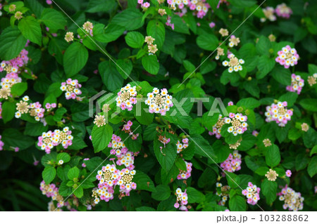 West Indian Lantana flowers in the garden West Indian Lantana flowers in the garden 103288862