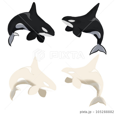 黒と白のシャチ 103288882