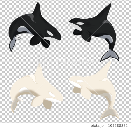黒と白のシャチ 103288882