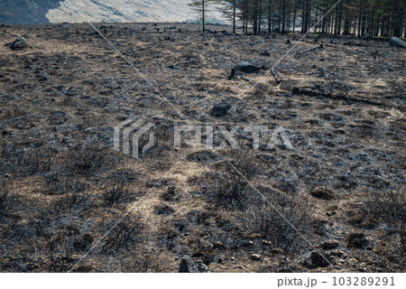 山火事の跡【霧ヶ峰高原】 山火事の跡【霧ヶ峰高原】 103289291