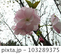 八重桜 103289375