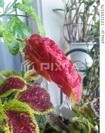 コエビソウ 103289376