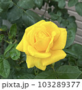 黄いろいバラ 103289377