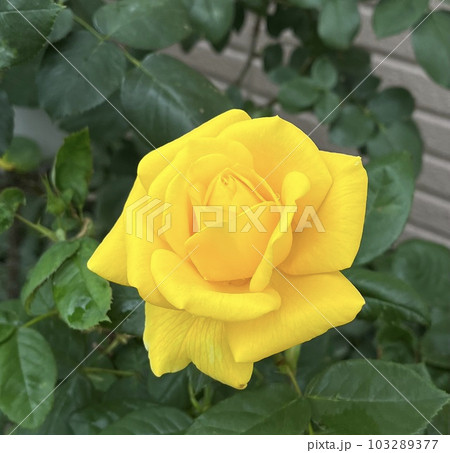 黄いろいバラ 103289377