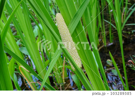 サトイモ科ショウブの花 サトイモ科ショウブの花 103289385