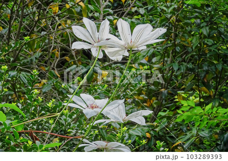キンポウゲ科カザグルマの開花 キンポウゲ科カザグルマの開花 103289393