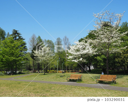 彩の森公園のベンチとハナミズキ 彩の森公園のベンチとハナミズキ 103290031