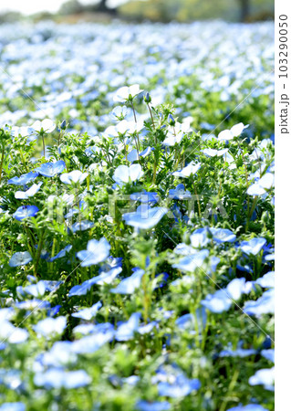 ネモフィラ近影 ネモフィラ近影 103290050