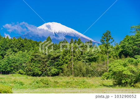 新緑の森と富士山【静岡県御殿場市】 103290052