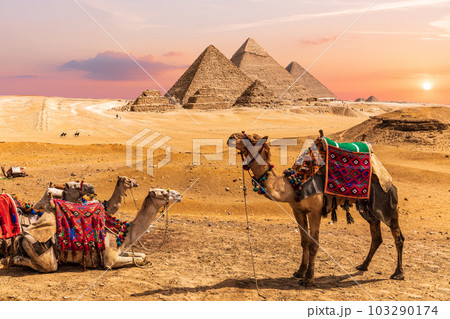 Camel caravan resting in the desert nearthe Pyramids of Egypt, Giza 103290174