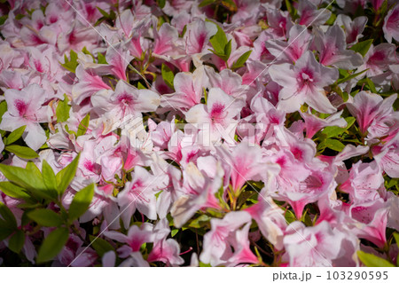 ツツジの花 103290595