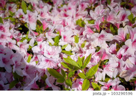 ツツジの花 103290596