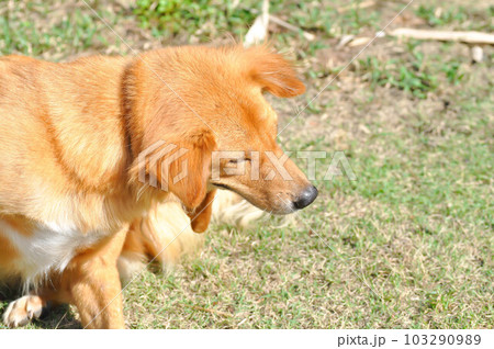 dog, brown dog in the garden dog, brown dog in the garden 103290989