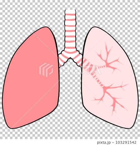 illustration of healthy lungs illustration of healthy lungs 103291542