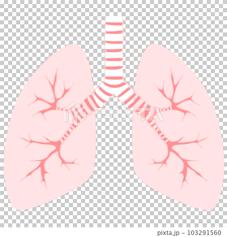illustration of healthy lungs illustration of healthy lungs 103291560