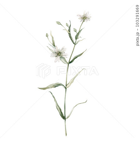 Flowering Greater stitchwort plants in wild nature. Rabelera holostea, syn. Stellaria holostea. Watercolor hand painting illustration on isolate white background. White flowers Flowering Greater stitchwort plants in wild nature. Rabelera holostea, syn. Stellaria holostea. Watercolor hand painting illustration on isolate white background. White flowers 103291669