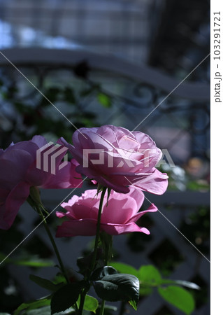 ムーディ・ブルーという薔薇 103291721