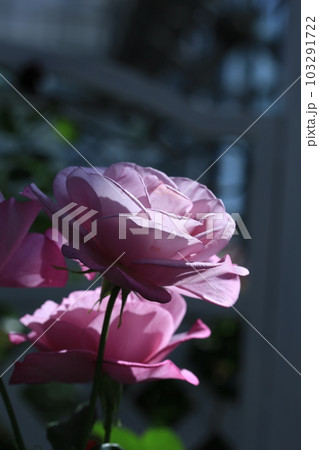ムーディ・ブルーという薔薇 ムーディ・ブルーという薔薇 103291722