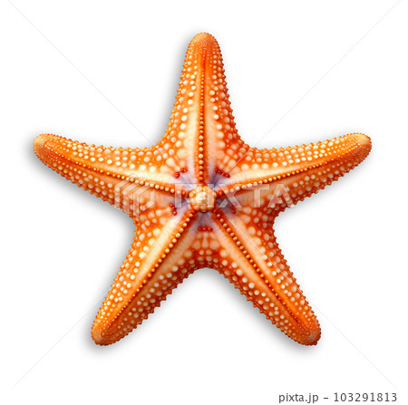 Red Starfish, Echinaster sepositus, isolated on white background, generative ai Red Starfish, Echinaster sepositus, isolated on white background, generative ai 103291813