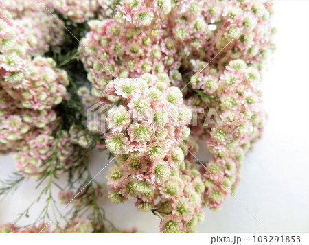 ライスフラワーロイヤルピンク　ドライフラワー 103291853